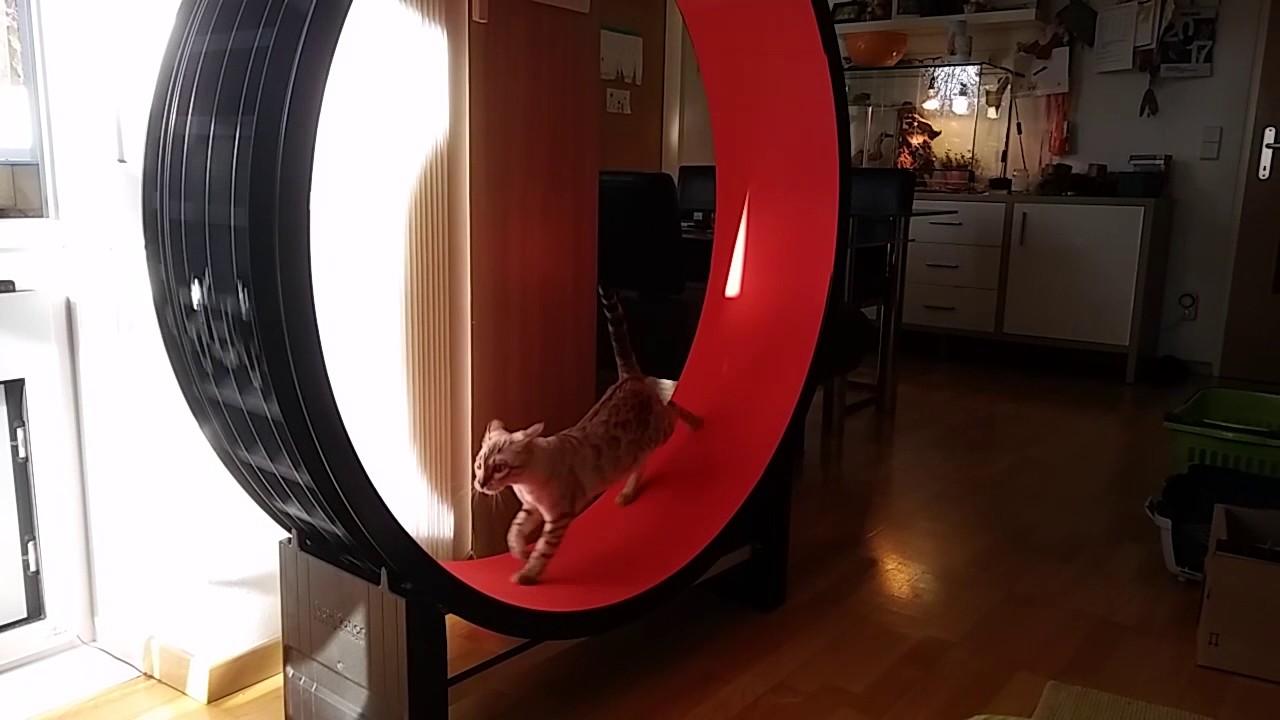 You'd Better Believe It's An Exercise Wheel For Your Cat